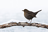 Female Common Blackbird on Snowy Branch