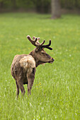 Portrait of Red Deer, Germany