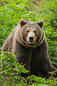 Male Brown Bear, Bavarian Forest National Park, Bavaria, Germany