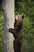 Brown Bear Standing by Tree Trunk, Bavarian Forest National Park, Bavaria, Germany