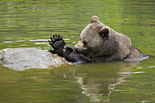 Brown Bear in Water, Bavarian Forest National Park, Bavaria, Germany
