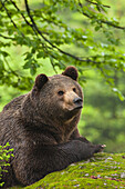 Männlicher Braunbär auf Felsen ruhend, Nationalpark Bayerischer Wald, Bayern, Deutschland