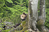 Männlicher Braunbär auf Baumstamm ruhend, Nationalpark Bayerischer Wald. Bayern, Deutschland