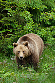 Brown Bear, Bavarian Forest National Park. Bavaria, Germany