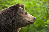 Brown Bear, Bavarian Forest National Park, Bavaria, Germany