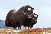 Weiblicher Moschusochse mit Kalb, Dovrefjell-Sunndalsfjella-Nationalpark, Norwegen