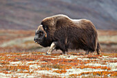 Moschusochsenbulle auf der Tundra, Dovrefjell-Sunndalsfjella-Nationalpark, Norwegen