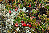 Close-up Bearberries, Dovrefjell–Sunndalsfjella National Park, Norway