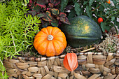 Autumnal Decoration with Pumpkins