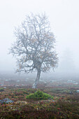 Baum in einem nebligen Feld im Herbst, Schweden