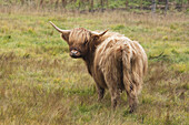 Highland Cattle