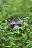 Waschbärhund versteckt sich hinter Pflanzen