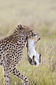 Cheetah with Cape Hare, Masai Mara National Reserve, Kenya