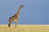 Porträt einer Masai-Giraffe, Masai Mara-Nationalreservat, Kenia