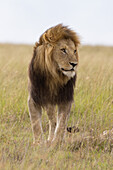 Porträt eines männlichen Löwen, Masai Mara Nationalreservat, Kenia