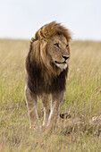 Portrait of Male Lion, Masai Mara National Reserve, Kenya