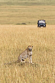 Gepard mit Safari-Fahrzeug im Hintergrund, Masai Mara Nationalreservat, Kenia