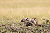 Tüpfelhyänen am Bau, Masai Mara Nationalreservat, Kenia