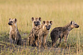 Young Spotted Hyenas at Den, Masai Mara National Reserve, Kenya