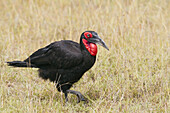 Südlicher Bodenhornvogel, Masai Mara Nationalreservat, Kenia