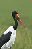 Sattelschnabelstorch, Masai Mara Nationalreservat, Kenia