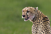 Gepard, Masai Mara Nationalreservat, Kenia