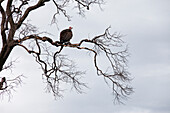 Hooded Vulture on Tree Branch, Masai Mara National Reserve, Kenya