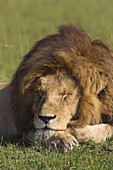 Männlicher Löwe beim Ausruhen, Masai Mara Nationalreservat, Kenia