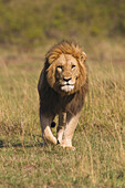 Männlicher Löwe, Masai Mara Nationalreservat, Kenia