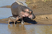 Hippopotamus with Calf, Masai Mara National Reserve, Kenya