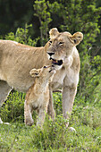 Löwe mit Jungtier, Masai Mara Nationalreservat, Kenia
