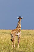 Masai-Giraffenkalb, Masai Mara Nationalreservat, Kenia