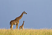 Masai-Giraffe mit Kalb, Masai Mara-Nationalreservat, Kenia