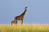Masai-Giraffen mit Kalb, Masai Mara-Nationalreservat, Kenia