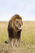 Porträt eines Löwen, Masai Mara Nationalreservat, Kenia
