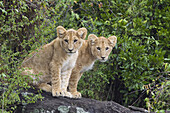 Löwenjunge, Masai Mara Nationalreservat, Kenia