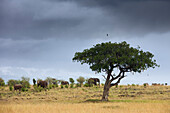 Afrikanische Buschelefanten und Wurstbaum, Masai Mara National Reserve, Kenia