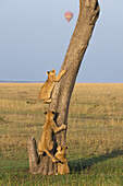Löwenjunge klettert auf Baum, Masai Mara Nationalreservat, Kenia