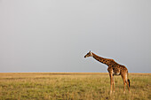 Masai Giraffe, Masai Mara National Reserve, Kenya