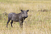 Warzenschwein, Masai Mara Nationalreservat, Kenia