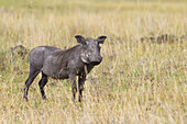 Warthog, Masai Mara National Reserve, Kenya