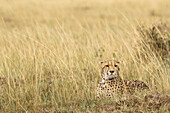 Gepard, Masai Mara-Nationalreservat, Kenia