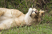 Female Lion Resting, Masai Mara National Reserve, Kenya