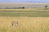Gepard, Masai Mara Nationalreservat, Kenia