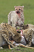 Geparden bei der Impala-Fütterung, Masai Mara Nationalreservat, Kenia