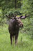 Elchbulle im Wildreservat, Hessen, Deutschland