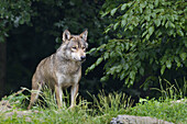 Timberwolf im Wildgehege, Bayern, Deutschland