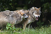Timber Wolves Fighting, Bavaria, Germany