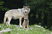 Timberwölfe im Wildgehege, Bayern, Deutschland