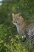 Porträt eines Leoparden (Panthera pardus) in einem Baum, Maasai Mara Nationalreservat, Kenia